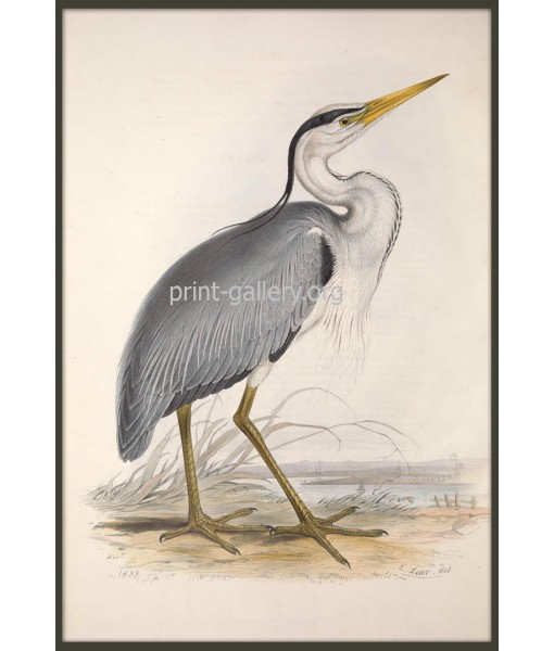Common Heron Bird Print, Vintage Illustration ...