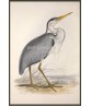 Common Heron Bird Print, Vintage Illustration #Art-592