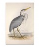 Common Heron Bird Print, Antique Illustration #Art-592