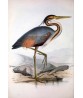 Purple Heron Bird Print, Vintage Illustration #Art-592