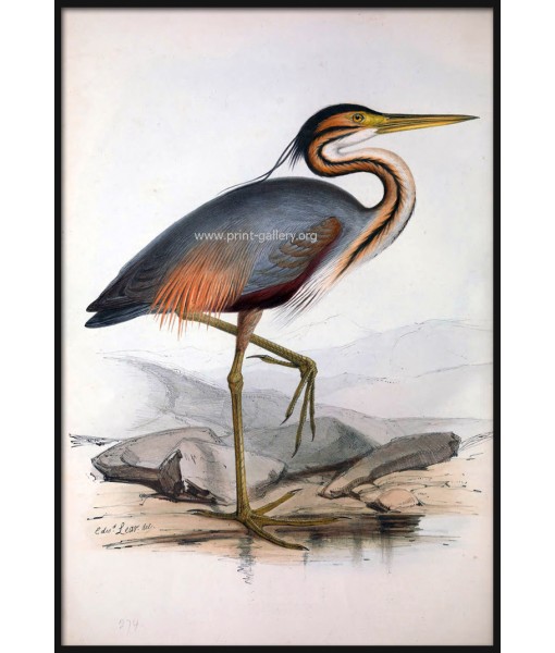 Purple Heron Bird Print, Antique Illustration ...
