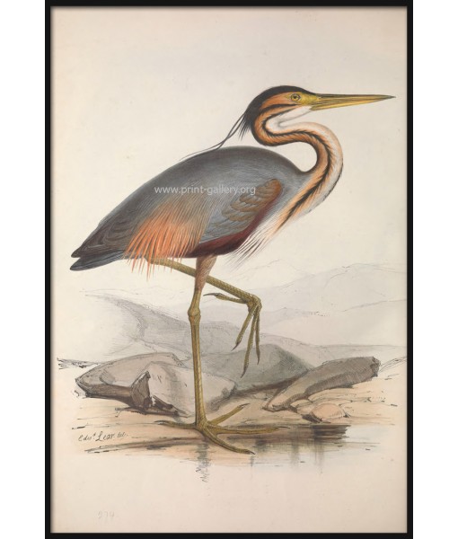 Purple Heron Bird Print, Vintage Illustration ...