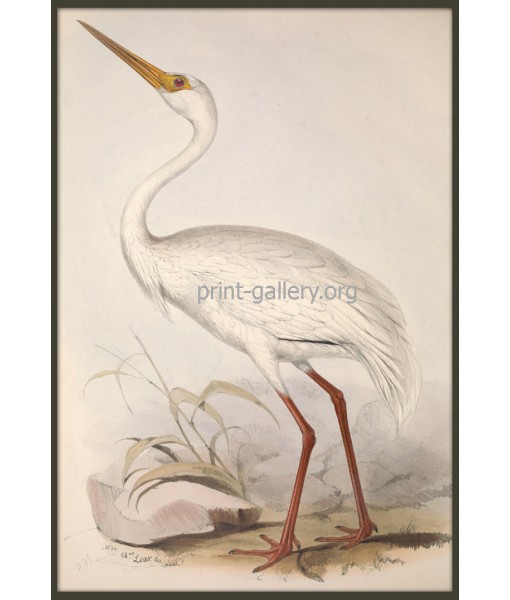 White Crane Bird Print, Vintage Illustration ...