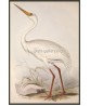 White Crane Bird Print, Vintage Illustration #Art-592