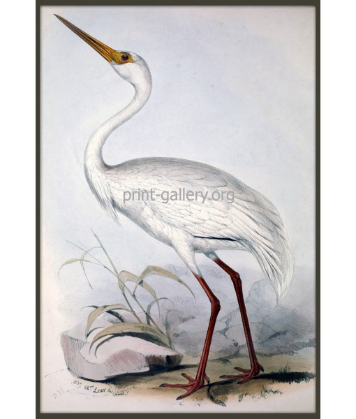 White Crane Bird Print, Antique Illustration ...