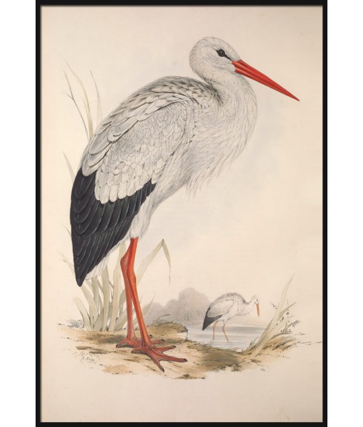White Stork Print, Vintage Bird  ...