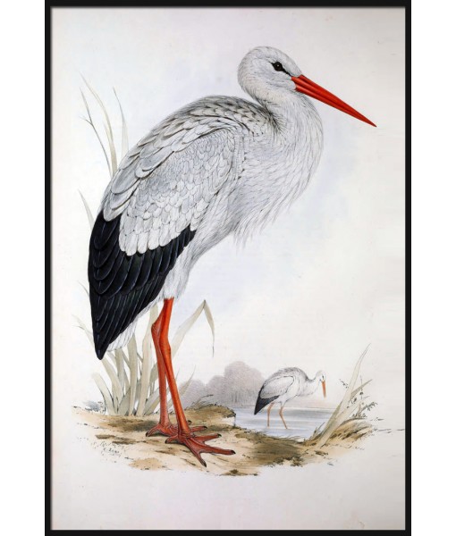 White Stork Print, Antique Bird  ...