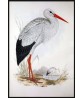 White Stork Print, Vintage Bird  Illustration #Art-592