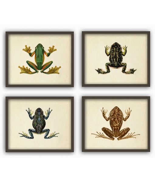 Frogs Print Set of 4 - ...
