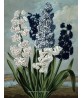 Hyacinth - Flower Print - Botanical Illustration Art-613-1