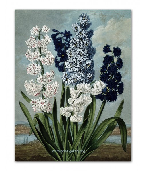 Hyacinth - Flower Print - Botanical ...