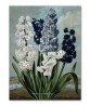 Hyacinth - Flower Print - Botanical Illustration Art-613-1