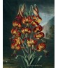 The Superb Lily - Flower Print - Botanical Illustration Art-613-10