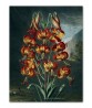 The Superb Lily - Flower Print - Botanical Illustration Art-613-10