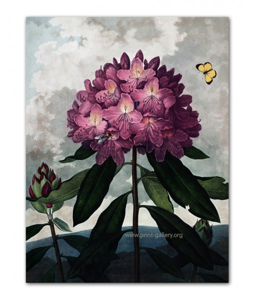 The Pontic Rhododendron - Flower Print ...