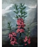 The Narrow-Leaved Kalmia - Flower Print - Botanical Illustration Art-613-12