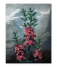 The Narrow-Leaved Kalmia - Flower Print - Botanical Illustration Art-613-12