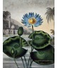 The Blue Egyptian Water Lily - Flower Print - Botanical Illustration Art-613-15