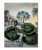 The Blue Egyptian Water Lily - Flower Print - Botanical Illustration Art-613-15