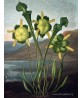 Pitcher Plant - Flower Print - Botanical Illustration Art-613-16