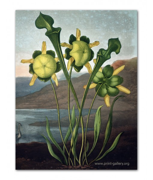 Pitcher Plant - Flower Print - ...