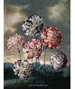 Carnations - Flower Print - Botanical Illustration Art-613-2