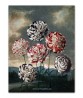 Carnations - Flower Print - Botanical Illustration Art-613-2
