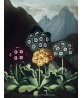 Auriculas - Flower Print - Botanical Illustration Art-613-3
