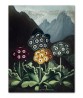 Auriculas - Flower Print - Botanical Illustration Art-613-3