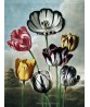 Tulips - Flower Print - Botanical Illustration Art-613-4