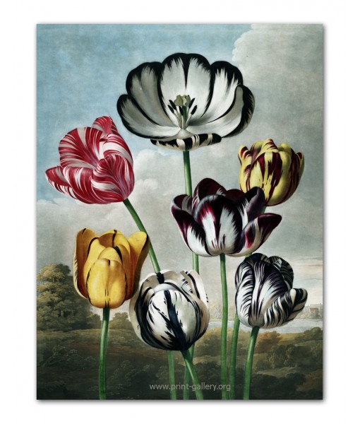 Tulips - Flower Print - Botanical ...