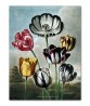 Tulips - Flower Print - Botanical Illustration Art-613-4