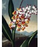 Nodding Renealmia - Flower Print - Botanical Illustration Art-613-7