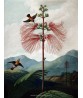 Large Flonering Sensitive Plant - Flower Print - Botanical Illustration Art-613-8
