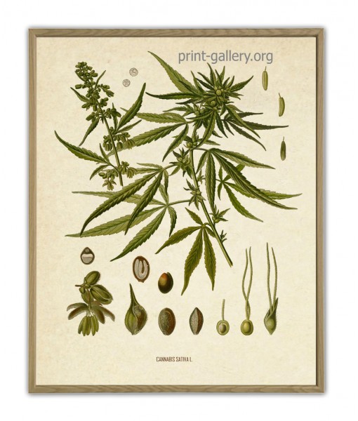 Cannabis Sativa Print – Marijuana Poster ...