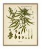 Cannabis Sativa Print – Marijuana Poster - Medical Plant Botanical Illustration by Franz Kohler – Wall Art Decor
