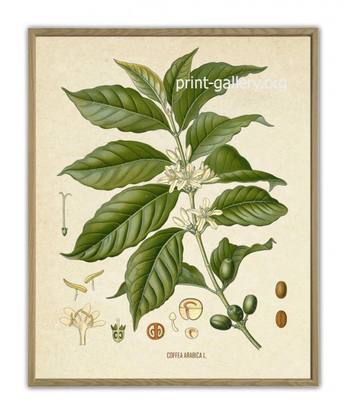 Coffee Arabica Plant Print - Botanical ...