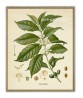Coffee Arabica Plant Print - Botanical Illustration - Kitchen wall Decor