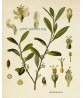 Medical Plant Print Set of 6, Botanical Illustrations, Drug Posters