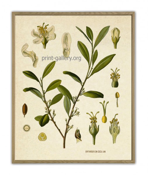 Cocaine Print – Medical Plant Botanical ...