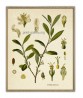 Cocaine Print – Medical Plant Botanical Illustration Poster