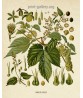 Medical Plant Print Set of 6, Botanical Illustrations, Drug Posters