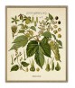 Humulus Lupulus Plant Print - Hop Botanical Illustration - Medical Plant - Kitchen Wall Decor