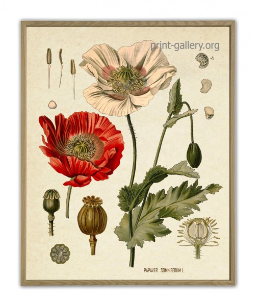 Opium Poppy Plant Print - Botanical ...