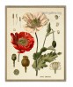 Opium Poppy Plant Print - Botanical Illustration - Kitchen wall Decor