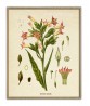 Tobacco Plant Print - Botanical Illustration - Kitchen wall Decor