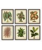 Plant Print Set of 6,  Botanical Illustrations Art-70