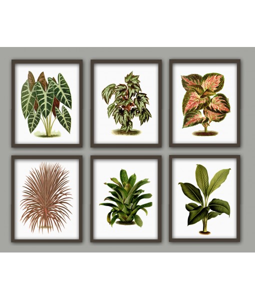 Plant Print Set of 6,  ...