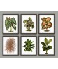 Plant Print Set of 6,  Botanical Illustrations Art-70