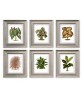 Plant Print Set of 6,  Botanical Illustrations Art-70